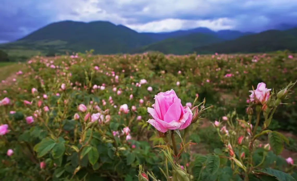 Bulgaria Rose Valley