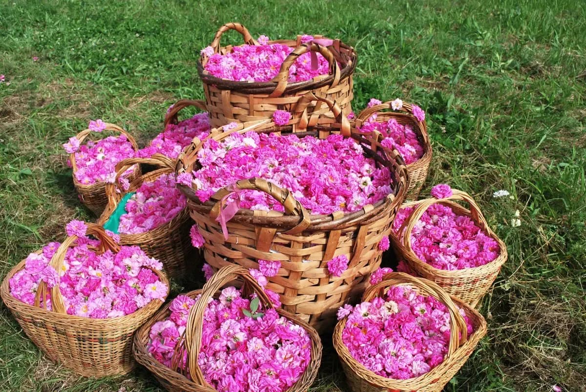 Rose harvest