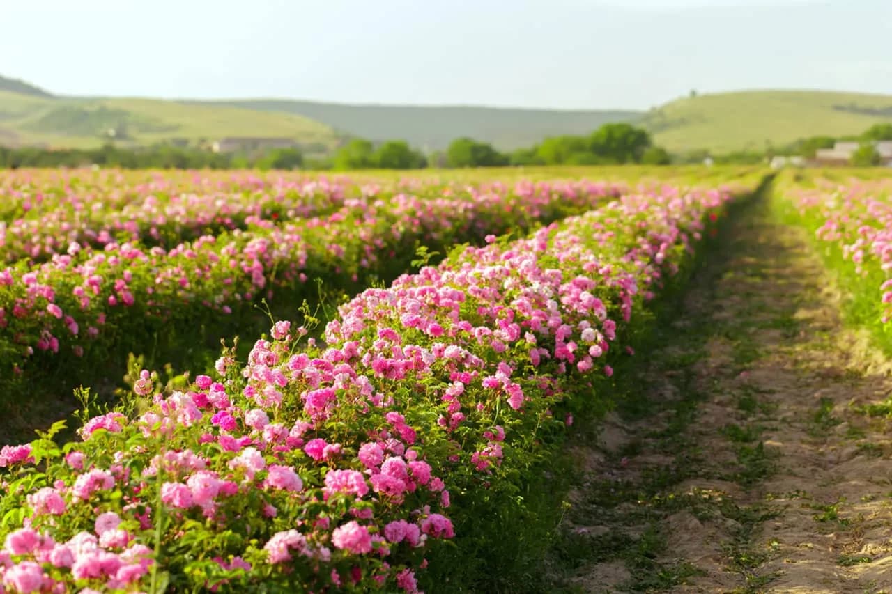 Where the roses grow